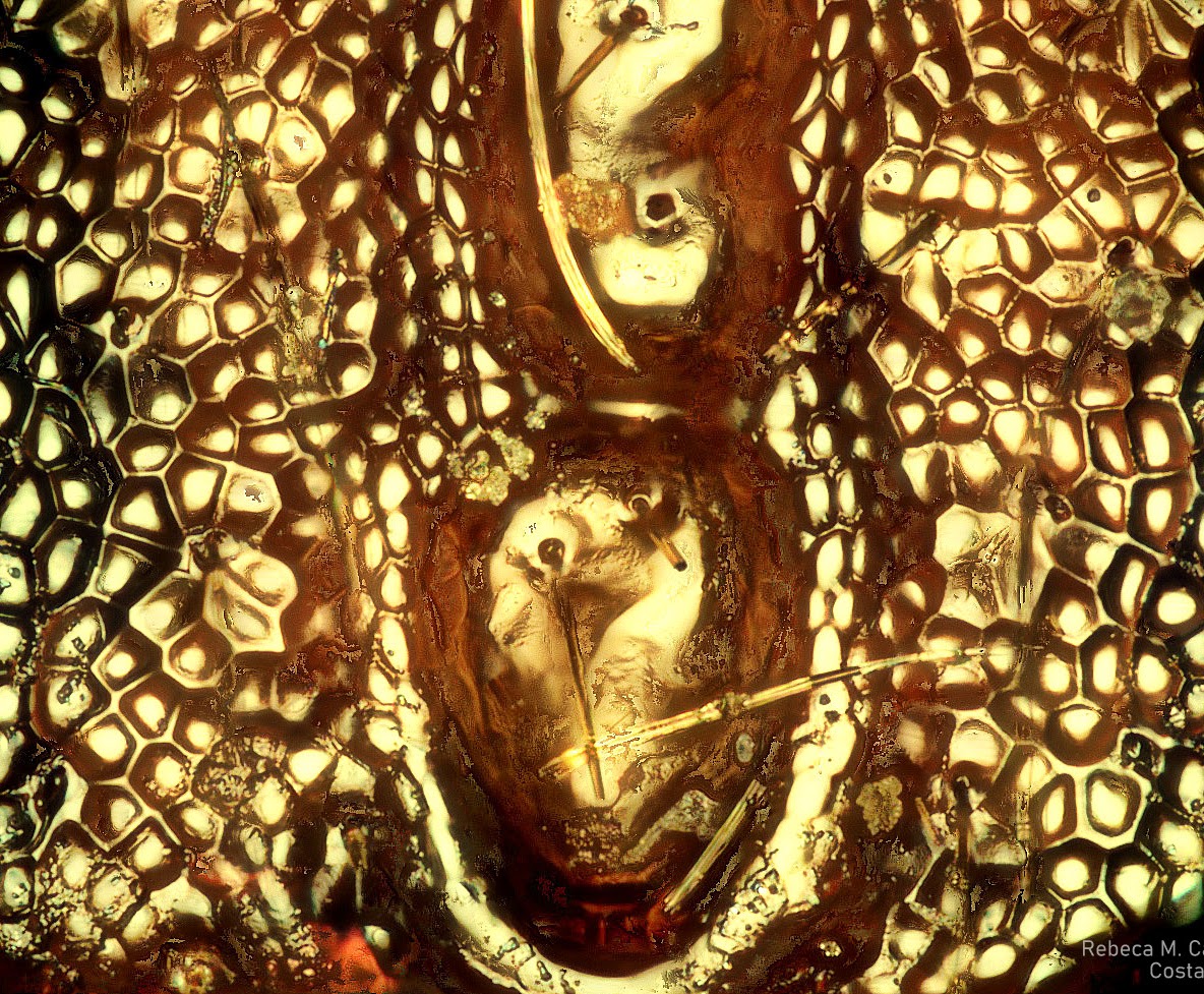 Imagen ilustrativa